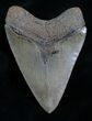 Light Colored Megalodon Tooth #4641-2